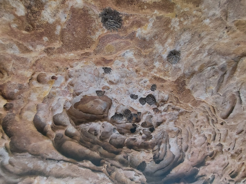cave birds nests
